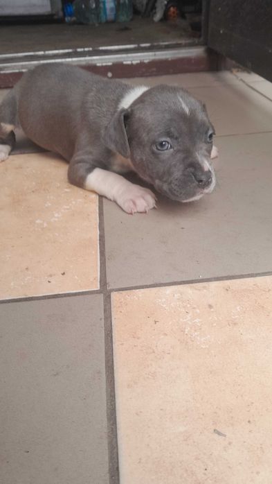 Цуцики підбуля 1,5 місяців