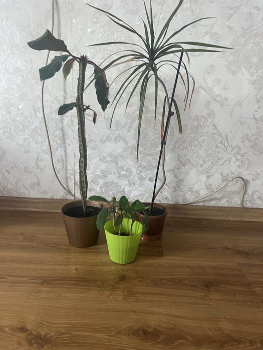 Вазони безкоштовно