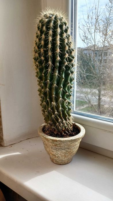 продам кактус ( 32 см)