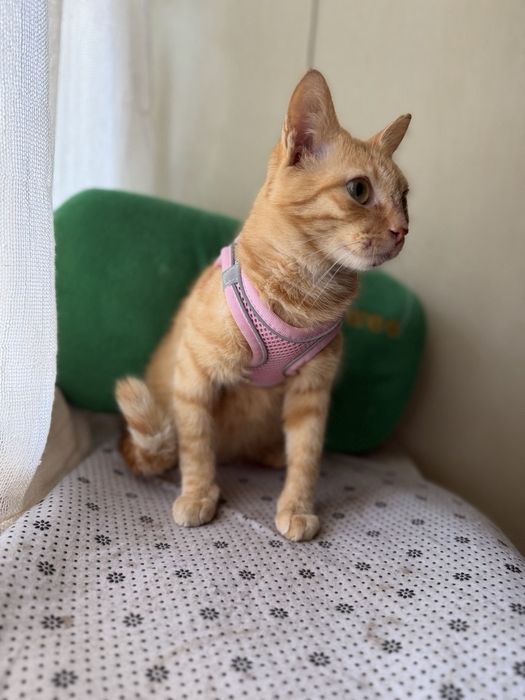 Шукаємо родину для котика