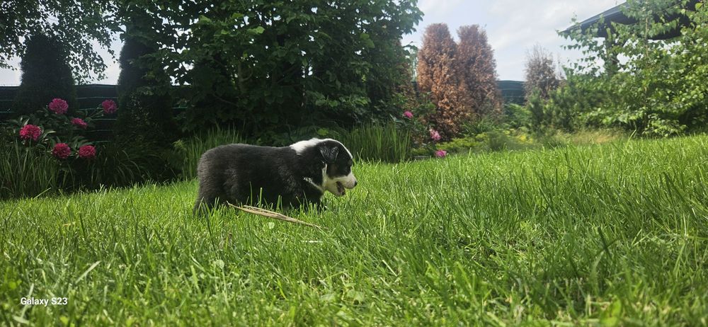 Amerykanski Owczarek Miniaturowy