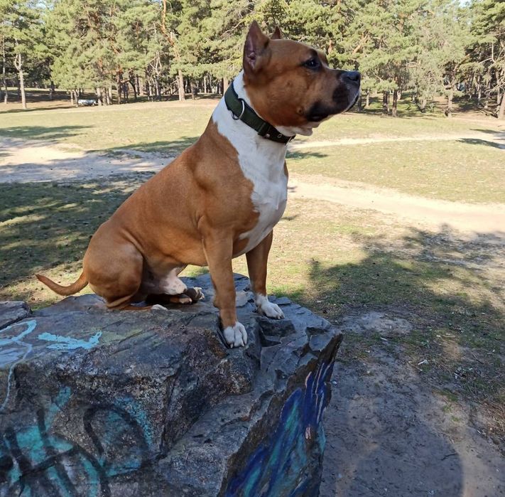 Американский стаффордширский терьер. Вязка.