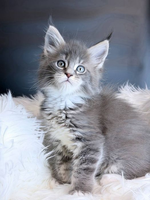 Блакитний брутальний хлопчик  мейн кун