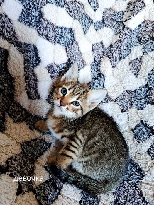 Віддам кошенят у добрі руки