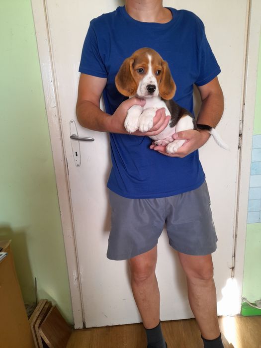 Beagle bigle szczeniak