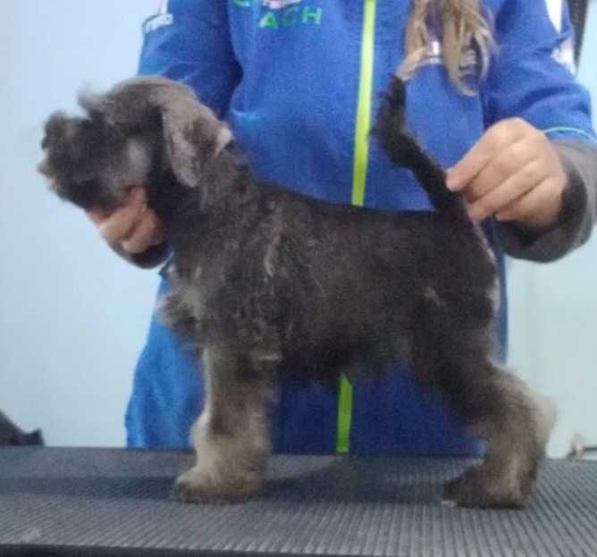 Schnauzer Mini Qualidade Entrega Norte