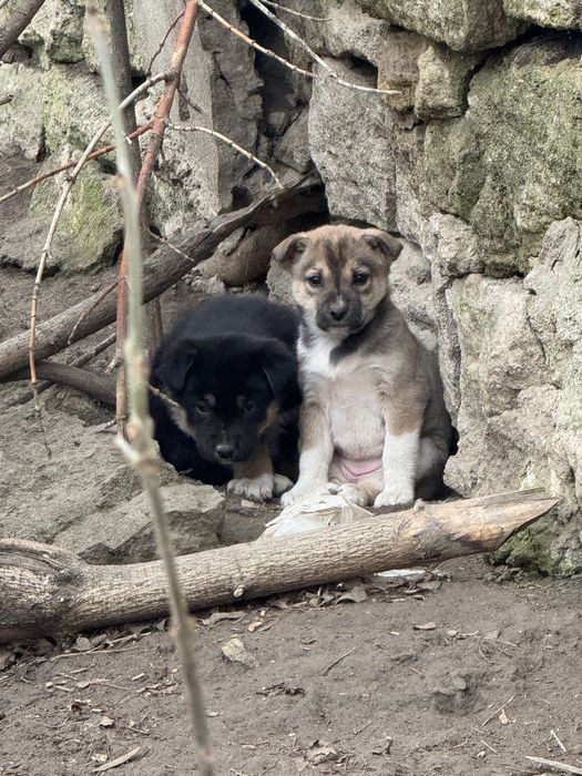 Терміново шукаємо родину