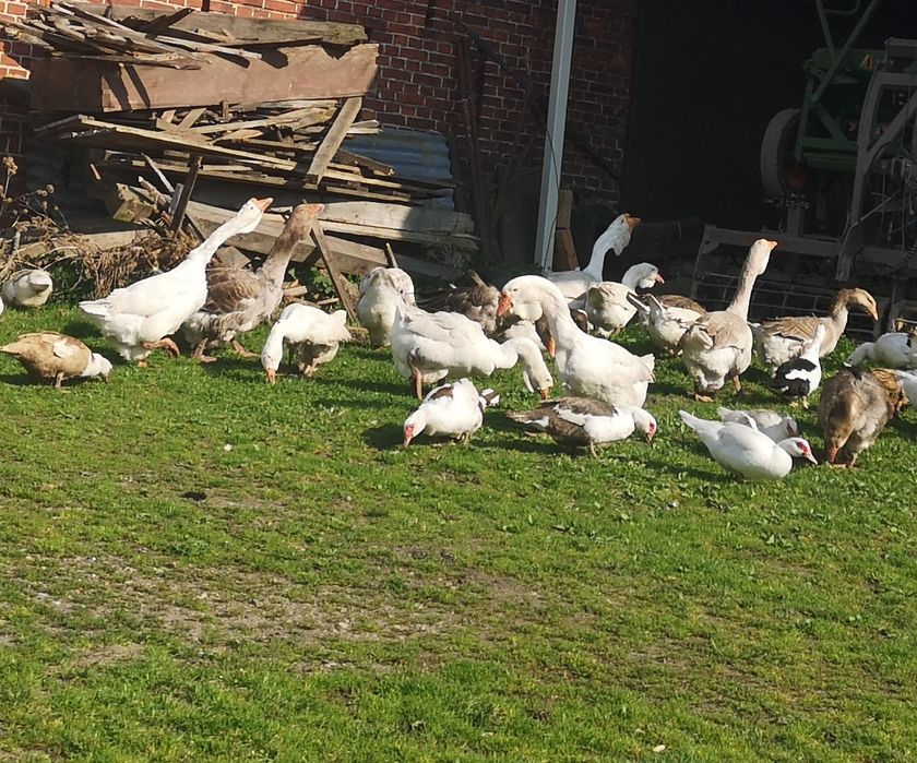 Chołmogor, chołmogory, gęsi, gąsiory, gęś