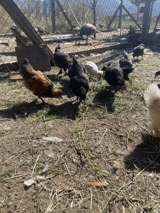 Galinhas traçadas de sedosas, excelentes para pôr e chocar.