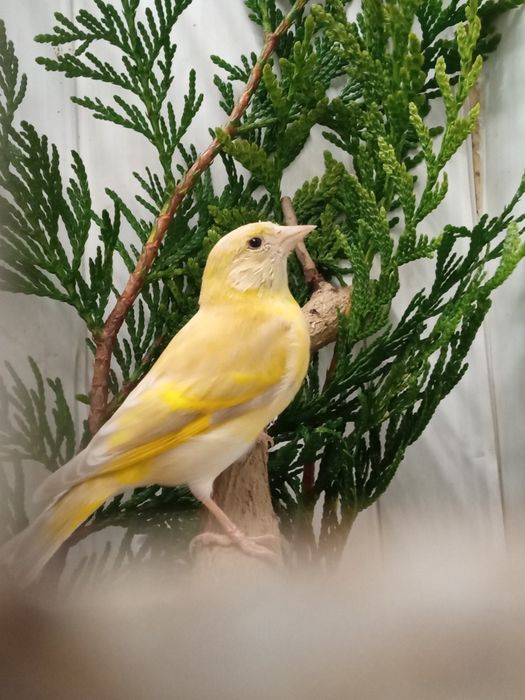 Spinus magelanicus mutação