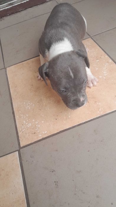 Цуцики підбуля 1,5 місяців