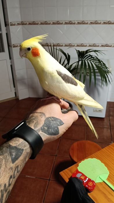 Desde 50€Aves domesticadas,caturras,loris,papagaios etc...