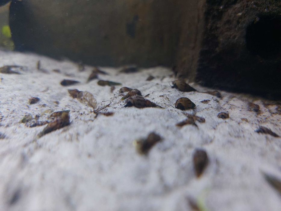 Ślimaki świderki Melanoides tuberculata - pakiet 10 szt WYSYŁKA!