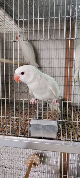 Ring Neck Albino de 2026