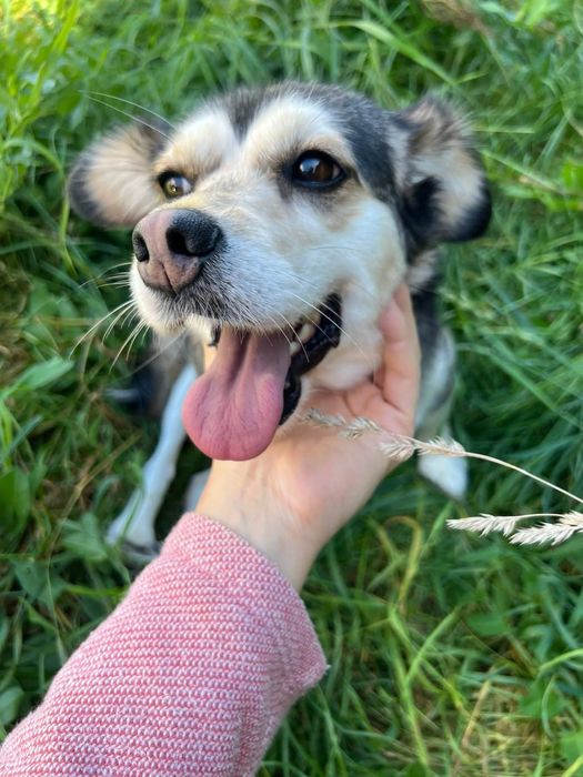 Urocza sunia Leia szuka domku