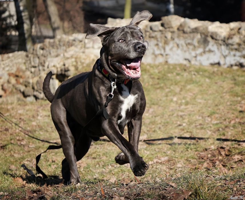 Szukamy domu dla Bazyla - Cane Corso
