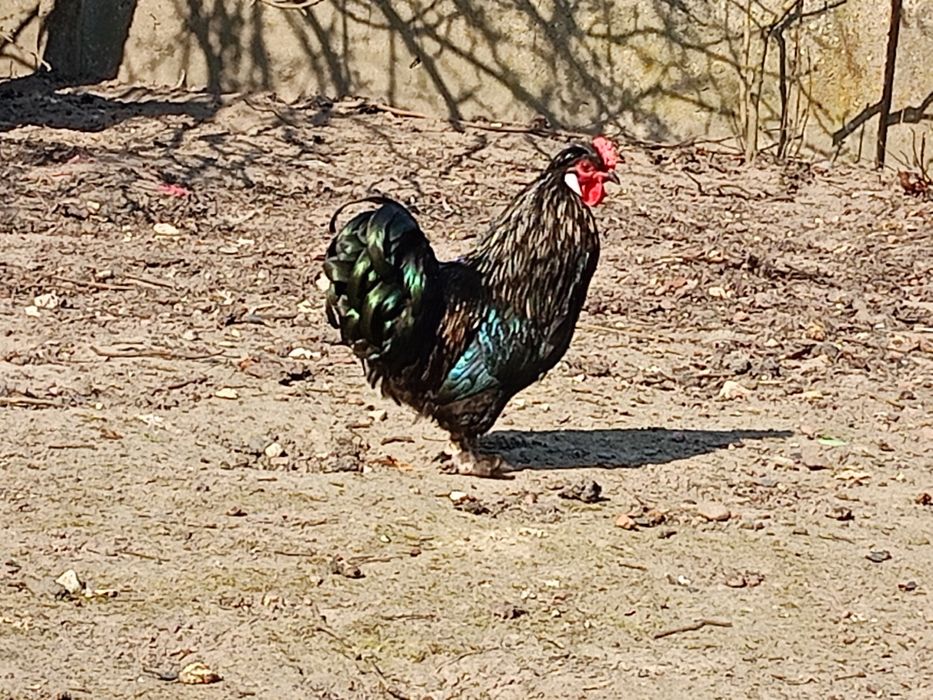 Sprzedam kogutki