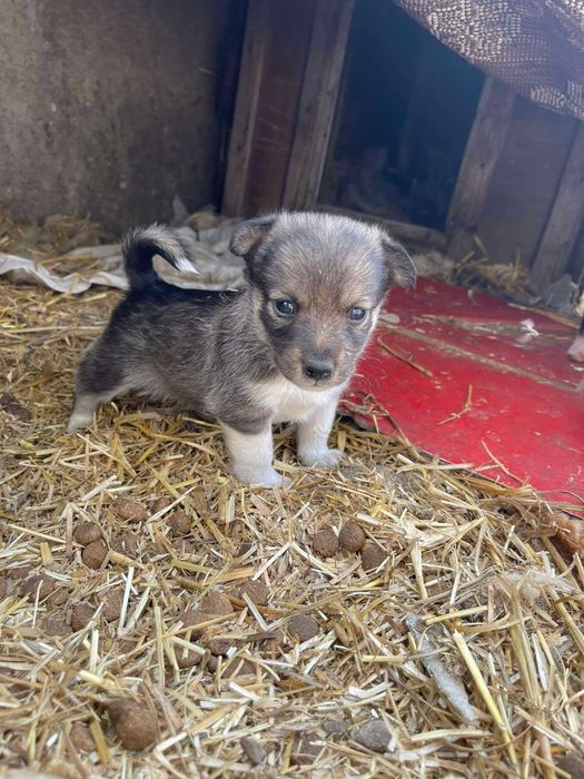 Новенькие детки-щенки.