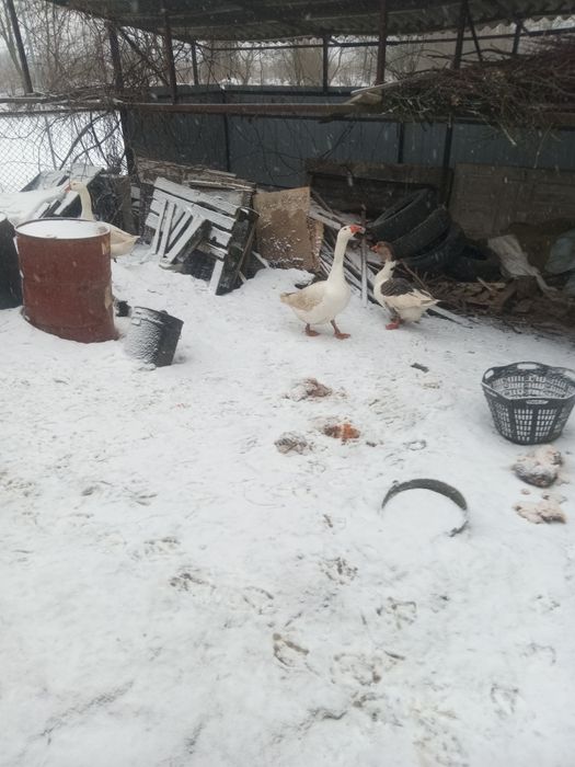 Продам гусака мамут