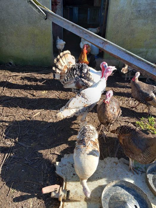 Vendo Perus e Peruas preço na descrição