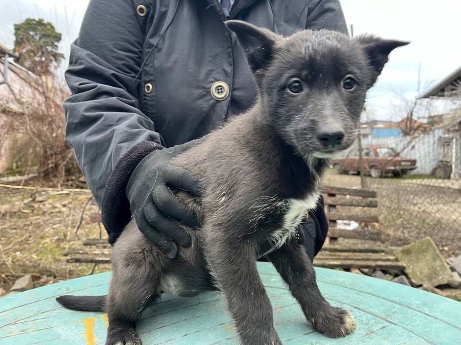 Чудові цуцики шукають дім