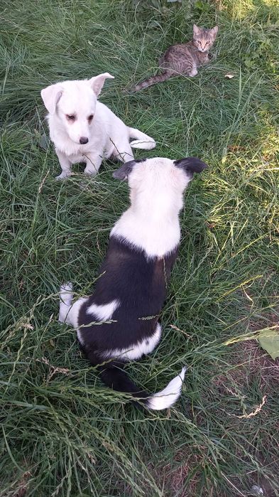 Віддам у добрі руки