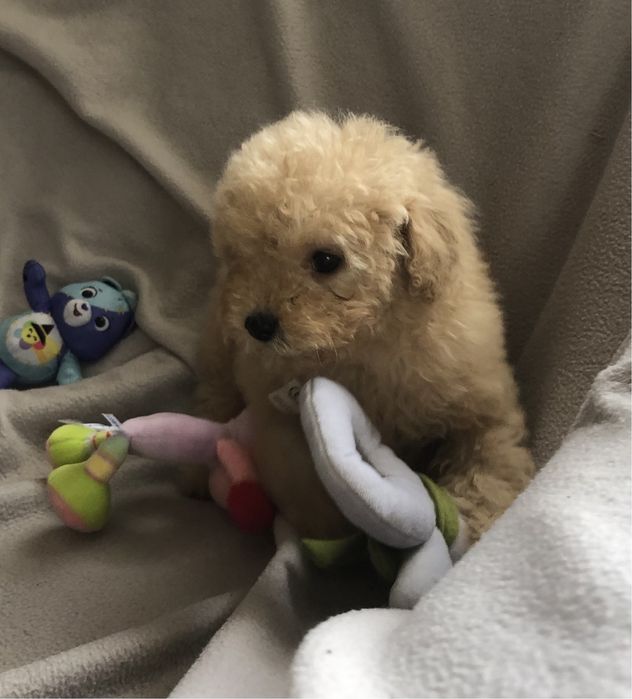 Крихітки    мальтіпу