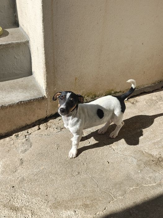 Jack Russell terrier fêmea pura