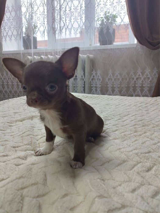 Цуценята чихуахуа, чистокровні