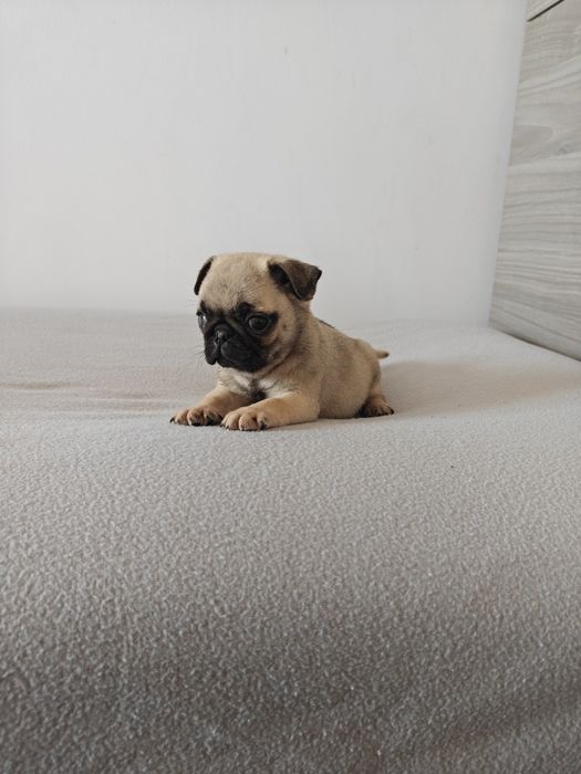 Sprzedam ślicznego samca Mops