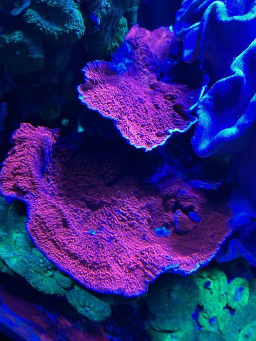 Montipora tależowa czerwona