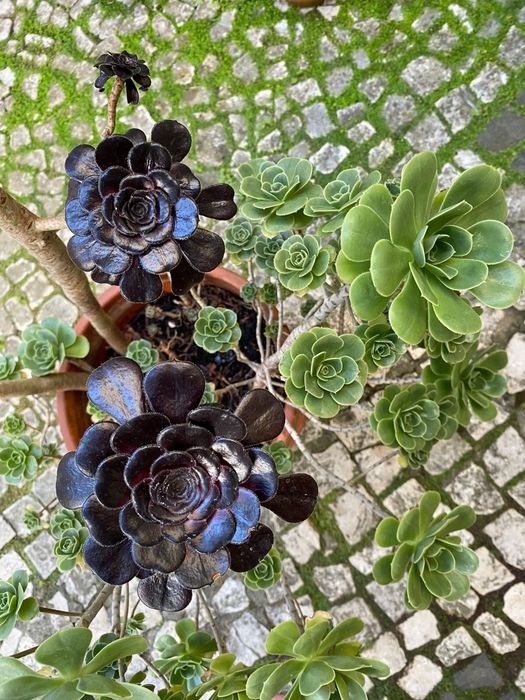 Conjunto de Aeniums