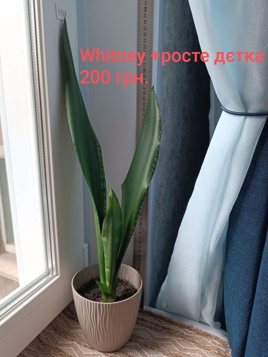 Сансевьера. Сортові рослини