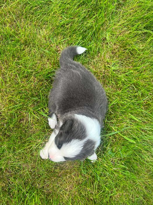 Border Collie blue&white niebieski piesek
