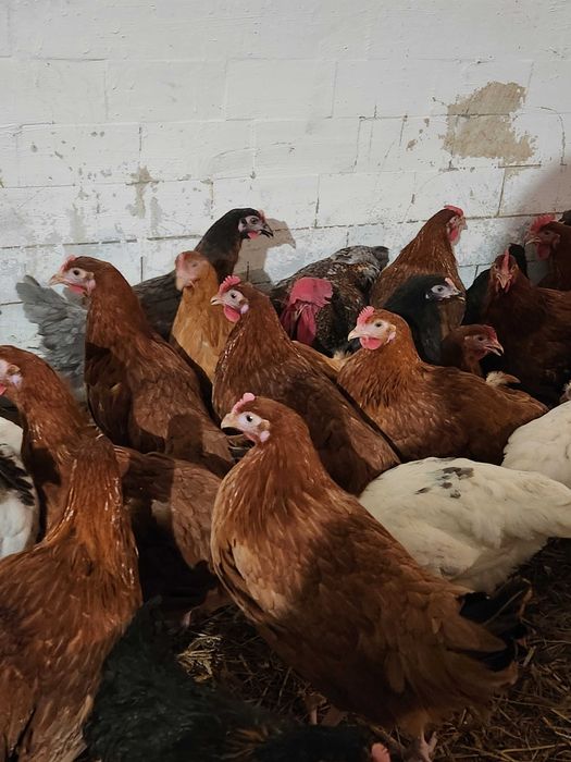 Kury nioski Rosa z pierwszym jajkiem. Dominant i Leghorn. Dowóz Gratis