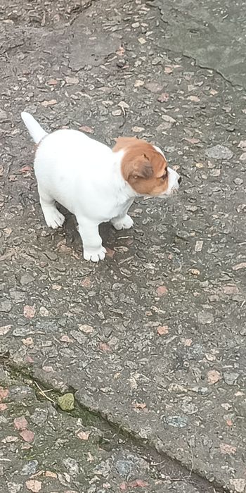 Джек Рассел тер'єр