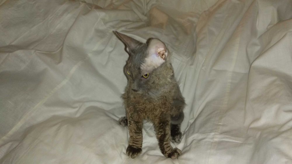 Кошенята (1 кіт, 2 кішки) від донського сфінкса / Кот, 2 кошки, сфинкс