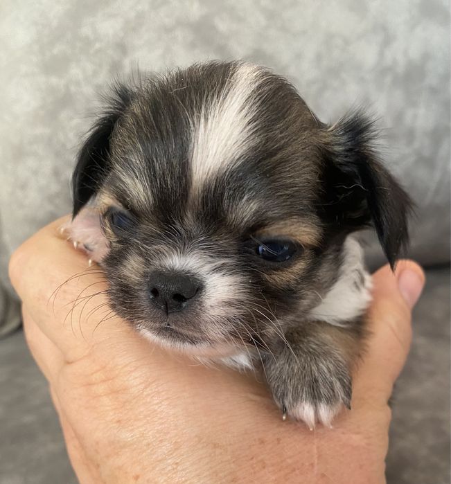 Детки мини чихуа