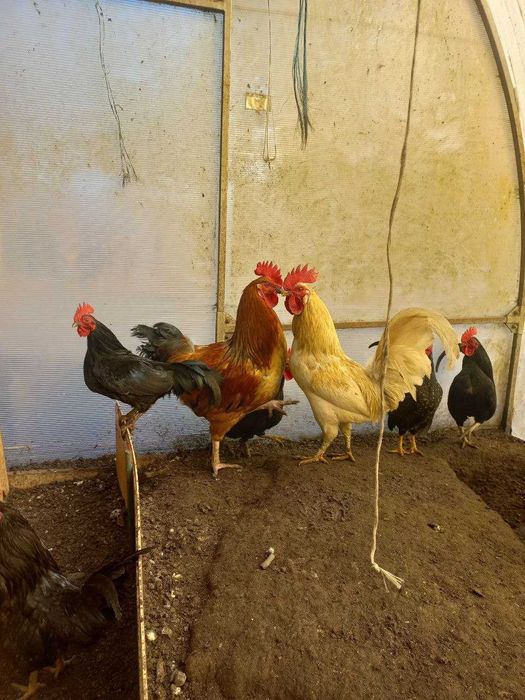 Продам півня півнів пітуха