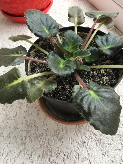 Жіноче щастя(Спатифілум)/фіалки/