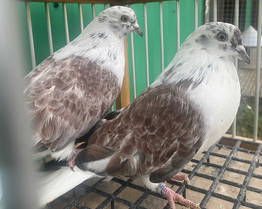 Gołębie Nikołajewskie na sprzedaż,szariki,mikolajewskie ,orliki.