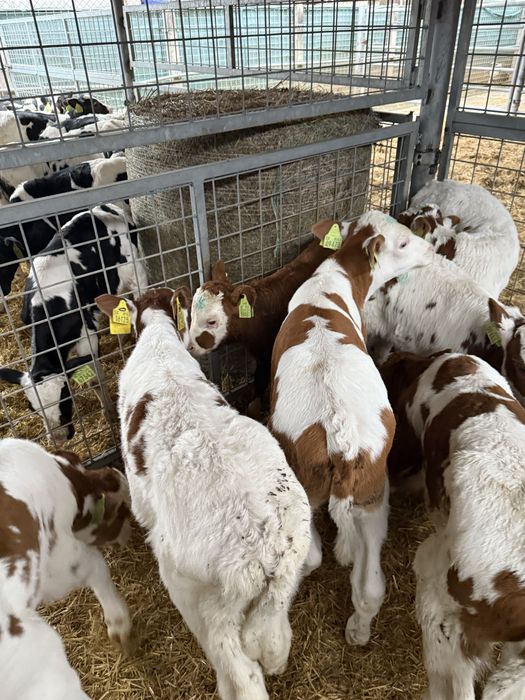 Byczki HF,Krzyzowki, miesne