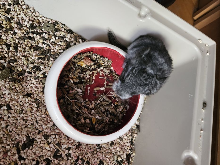 Sprzedam samiczki standart