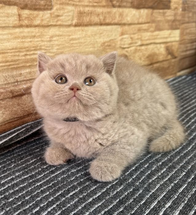 Gatinho fawn menino british shorthair