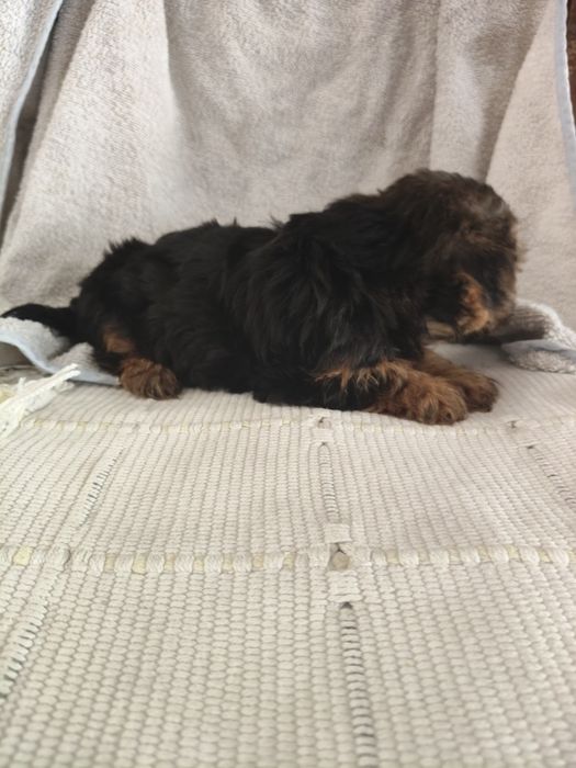 Yorkshire Terrier