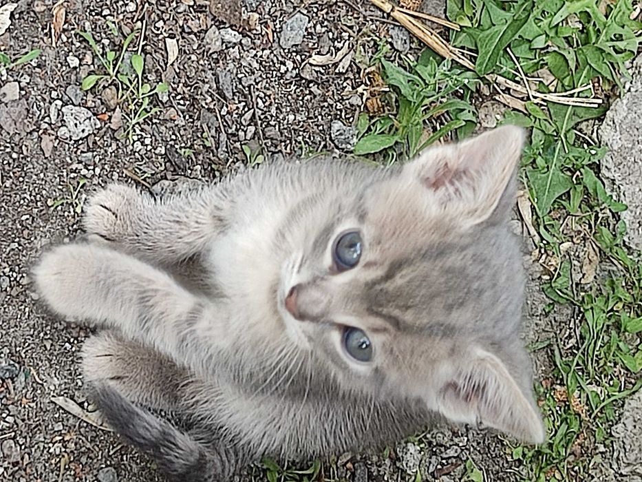 Котята   ж м Фрунзенский