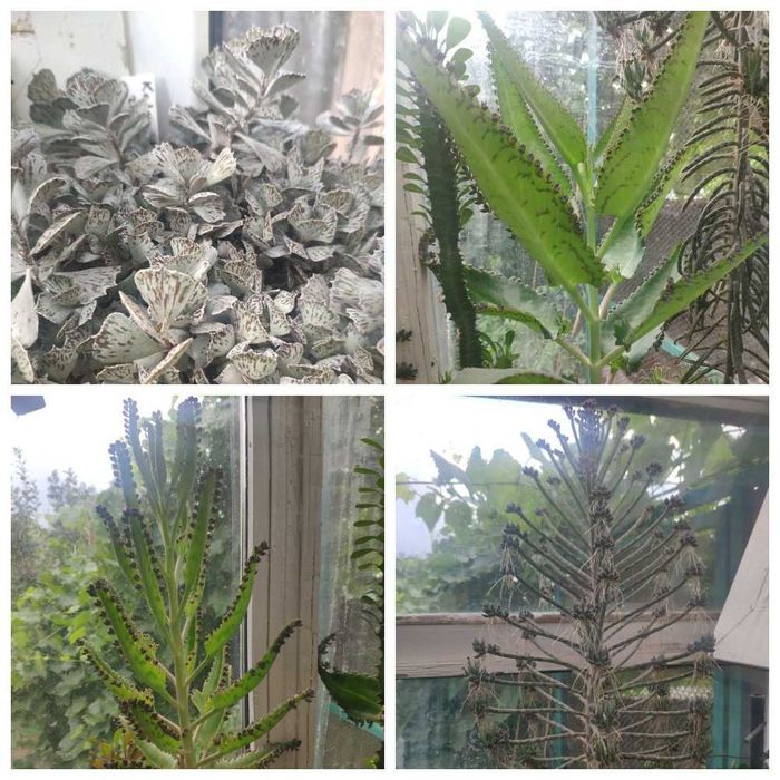 Продам излишки коллекции суккулентов