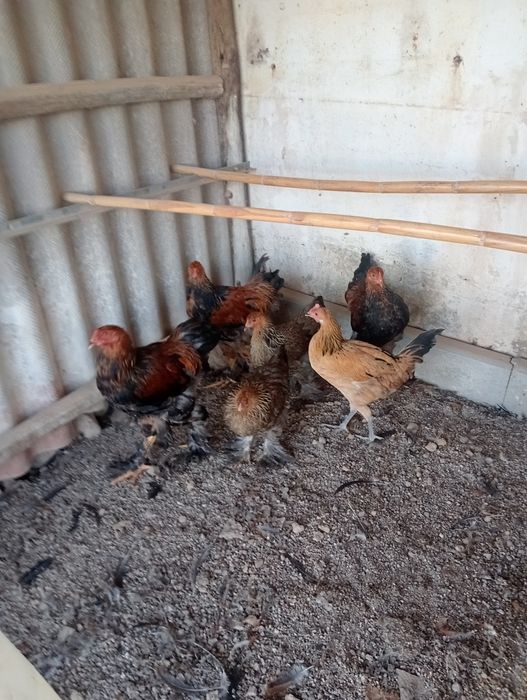 Casais de aves com 6 meses