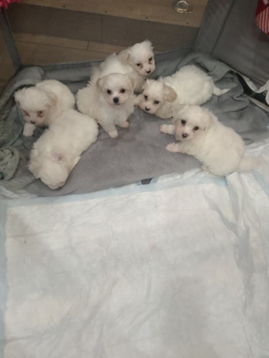 Мальтезе неймовірні