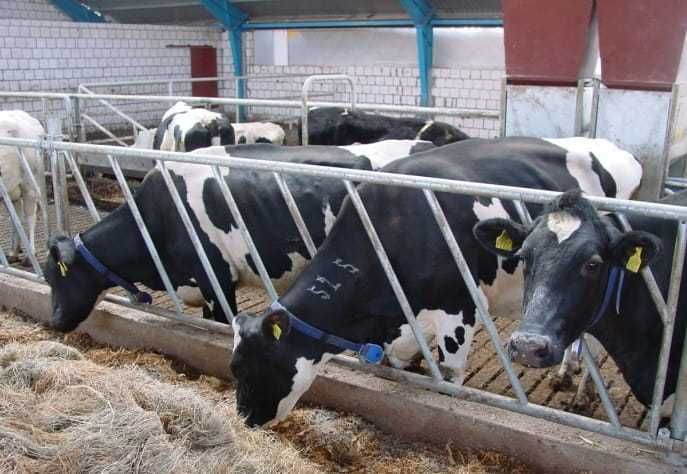 Bramy przepędowe, drabiny paszowe, agrafki, obejmy, wyposażenie obory